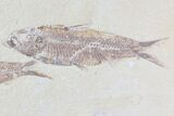 Pair Of Detailed Knightia Fossil Fish - Wyoming #86520-2
